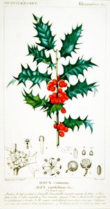 Houx (Ilex aquifolium) planche botanique, vers 1820