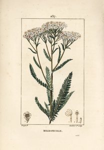 Achillée millefeuille