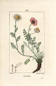 Pyrèthre d