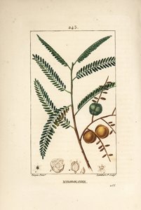 Amla (groseille népalaise ou indienne) - Pierre Jean Francois Turpin