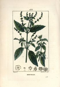 Mercuriale annuelle - Pierre Jean Francois Turpin