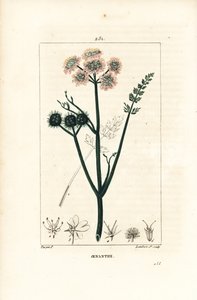 Oenanthe aquatique ou fenouil d