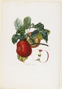 Belle de Havre (pomme), de Traité des Arbres Fruitiers - Pierre Jean Francois Turpin