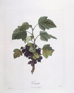 Cassis (Ribes nigrum) ou cassis Noir de Bourgogne, planche botanique par Pierre Jean Francois Turpin - Pierre Jean Francois Turpin