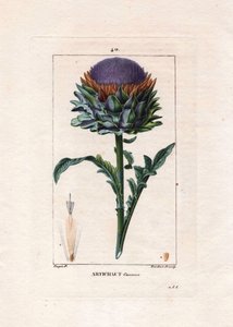 Botanique : artichaut