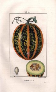 Botanique : citrouille. Gravure en taille-douce coloriée à la main par Lambert d