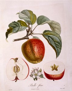 Botanique - Rosaceae - pomme « Belle fleur »