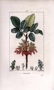 Botanique: Pistachier, branche et fruit (pistachier, Pistacia vera, avec branche, feuilles, fruits mûrs). Gravure en taille-douce en couleur par Lambert Junior d