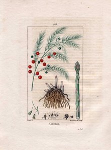 Botanique : asperge - Racine, fleur et fruit d