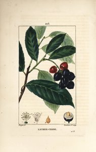 Laurier-cerise