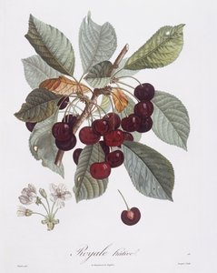 Cerisier (Prunus avium), Henry Louis Duhamel du Monceau, planche botanique par Pierre Jean François Turpin