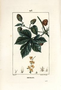 Houblon grimpant - Pierre Jean Francois Turpin