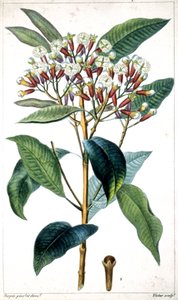 Clou de girofle et arbre à clous de girofle, milieu du XIXe siècle