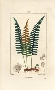 Polypode commun - Pierre Jean Francois Turpin