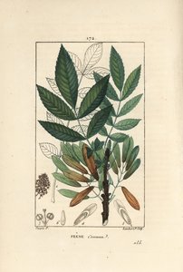 Frêne commun ou frêne élevé - Frêne, Fraxinus excelsior, montrant branche, feuilles, graines et feuille en contour
