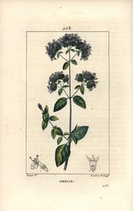 Origan commun, également appelé marjolaine sauvage - Origan ou marjolaine sauvage, Origanum vulgare, avec fleur, feuille, tige et graine. Gravure en taille-douce en couleur par Lambert Junior d