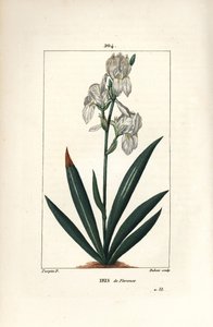 Iris florentin, Iris florentina, fleur et feuille