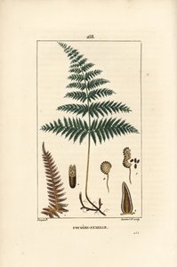 Fougère Aigle ou Grande Fougère - Fougère femelle ou fougère aigle, Pteridium aquilinum - Pierre Jean Francois Turpin