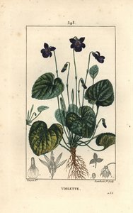 Violette odorante - Violette odorante, Viola odorata, avec fleur, feuille, tige et racines. Gravure en taille-douce en couleur par Lambert Junior d