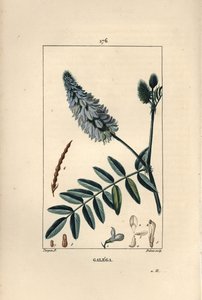 Galega - Pierre Jean Francois Turpin