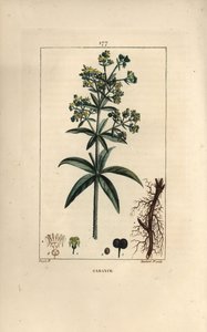 Garance des teinturiers - Garance, Rubia tinctorum, avec racine, fleur, feuille et graine - Pierre Jean Francois Turpin