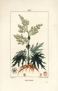 Rhubarbe de jardin - Rhubarbe, Rheum rhabarbarum (Rheum palmatum), avec fleur, tige, feuille, graine et racine. Gravure au pointillé en couleur à la main par Lambert Junior d