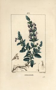 Germandrée petit chêne - Germandrée, Teucrium chamaedrys