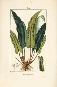 Fougère scolopendre, Asplenium scolopendrium, avec feuille, graine et racine. Gravure en taille-douce colorée à la main par Lambert Junior d