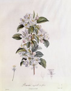 Fleur d