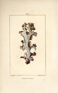 Lichen d