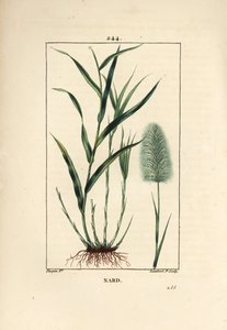 Nard indien, spicanard - Spikenard, Andropogon nardus, avec feuille, racine et fleur. Gravure en taille-douce en couleur par Lambert Junior d