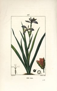 Iris fétide ou iris de jambe, iris puant - Pierre Jean Francois Turpin