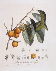 Kaki japonais (Diospyros kaki), planche botanique de Henry Louis Duhamel du Monceau par Pierre Jean Francois Turpin