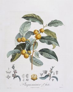Kaki japonais (Diospyros kaki), planche botanique par Pierre Jean François Turpin - Pierre Jean Francois Turpin