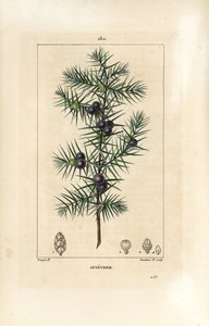 Genévrier, Juniperus vulgaris, montrant feuille, baie et tige
