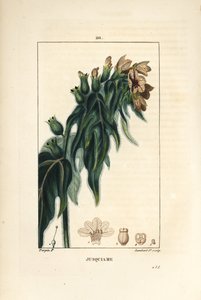 Jusquiame - Jusquiame noire, Hyoscyamus niger, fleur, feuille et graine - Pierre Jean Francois Turpin