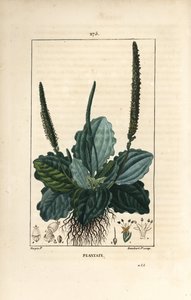 Grand plantain - Pierre Jean Francois Turpin