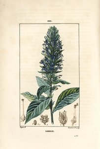 Grande lobélie ou lobélie syphilitique - Pierre Jean Francois Turpin