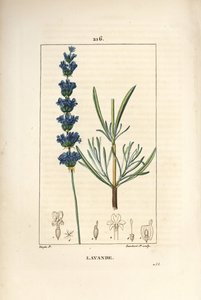 Lavande aspic - Lavande, Lavandula spica