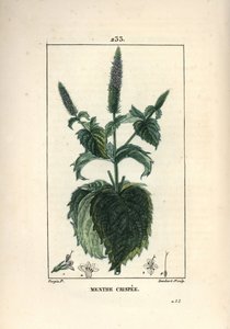 Menthe crispée - Pierre Jean Francois Turpin