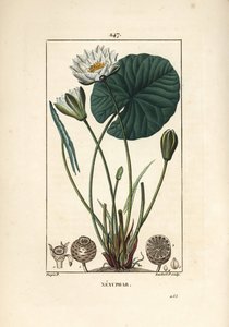 Nénuphar blanc - Pierre Jean Francois Turpin