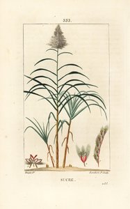 Canne noble - Canne à sucre, Saccharum officinarum - Pierre Jean Francois Turpin