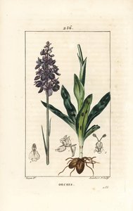 Orchis mâle ou satyrion mâle - Pierre Jean Francois Turpin