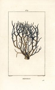 Orseille ou pourpre française (lichen) - Orcein ou archil, Roccella tinctoria, lichen utilisé pour la teinture des îles du Cap-Vert. Gravure en taille-douce en couleur par Lambert Junior d