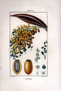 Branche de palmier à dattes