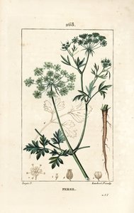 Persil - Persil de jardin