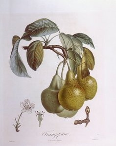 Poires, planche botanique de Henry Louis Duhamel du Monceau - Pierre Jean Francois Turpin