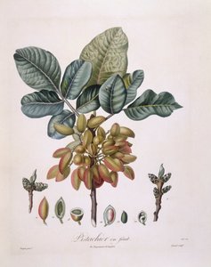 Pistache (Pistacia vera), planche botanique par Pierre Jean Francois Turpin - Pierre Jean Francois Turpin