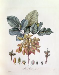 Pistache (Pistacia vera), Henry Louis Duhamel du Monceau, planche botanique par Pierre Jean Francois Turpin - Pierre Jean Francois Turpin