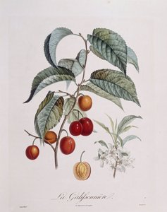Prune "La Galifsonniere", planche botanique par Pierre Jean François Turpin